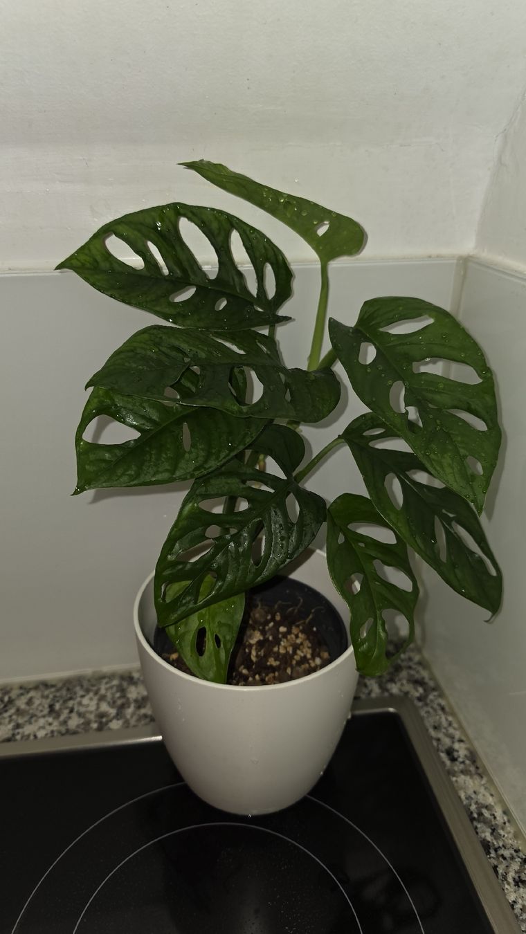 Piante & sementi: Monstera Adansonii – Nuovo (secondo la descrizione) da Hausen am Albis venduto da M.Kurz 1