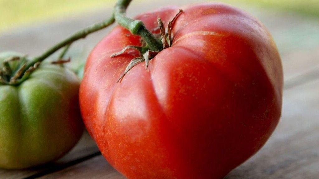 Piante & sementi: 50 Samen TOMATE BRANDYWINE  Alte Sorte – Nuovo (secondo la descrizione) da Ehrendingen venduto da VerveinaSamen 9