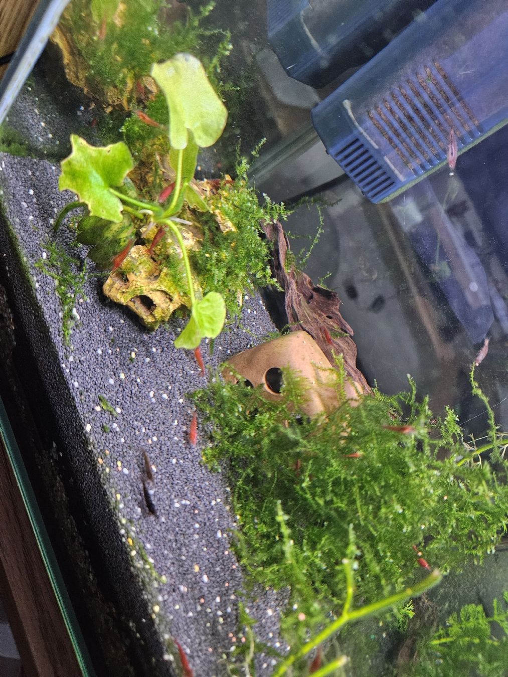 Tutte le decorazioni: Red Fire & Red Cherry Caridina – Usato da Klingnau venduto da Canep87 3