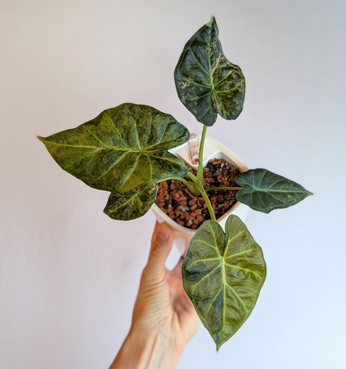 Alocasia Regal Shield Aurea Variegata Kaufen auf Ricardo