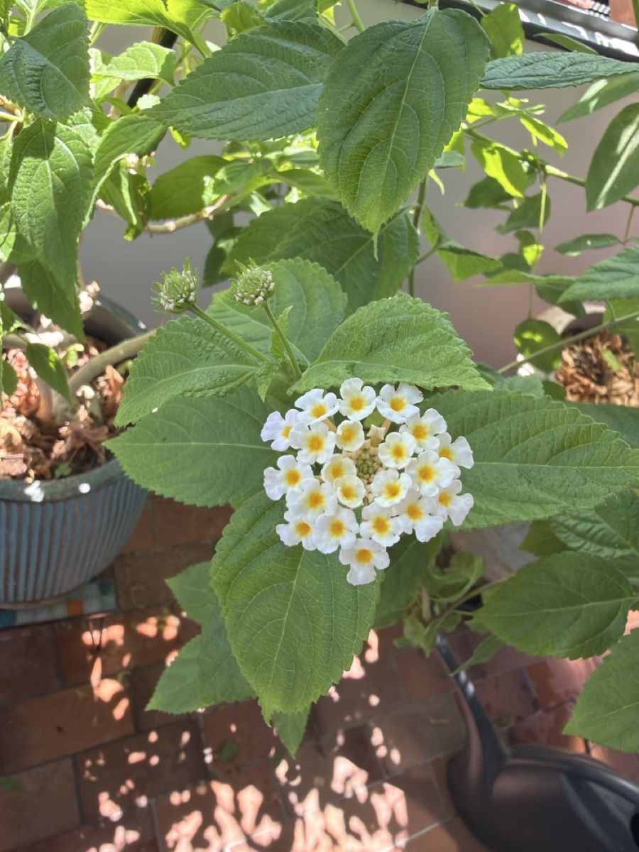Piante & sementi: Lantana Pflanze im Topf Lambert – Usato da Zürich venduto da joyfulgrace 7