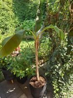 Bananenpflanze (Musa) – kräftige Topfpflanze, ca. 1,5 m hoch