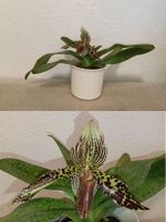 Paphiopedilum Rothschildianum X Macabre