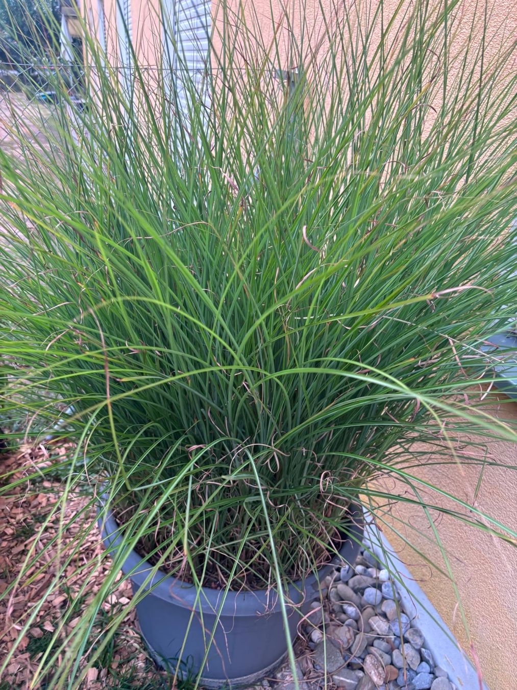 Piante & sementi: Grosses Gras/Chinaschilf (Miscanthus sin. 'Gracillimus') – Usato da Menziken venduto da GareDuNord 1