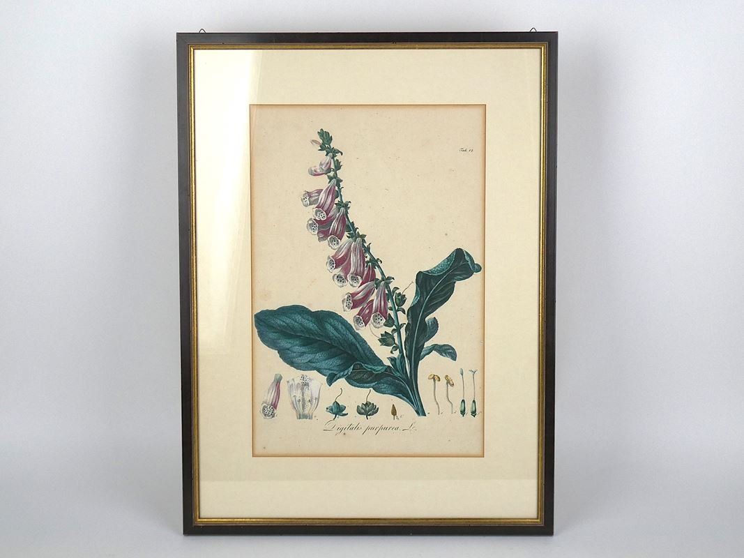 Posters & Illustrations: Digitalis Purpurea. L. Bild – D'occasion à Urtenen-Schönbühl par Restwert_Schoenbuehl