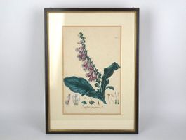 Digitalis Purpurea. L. Bild