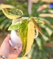 Anthirium Forgetii x ( Carlablackiae x AOS) var