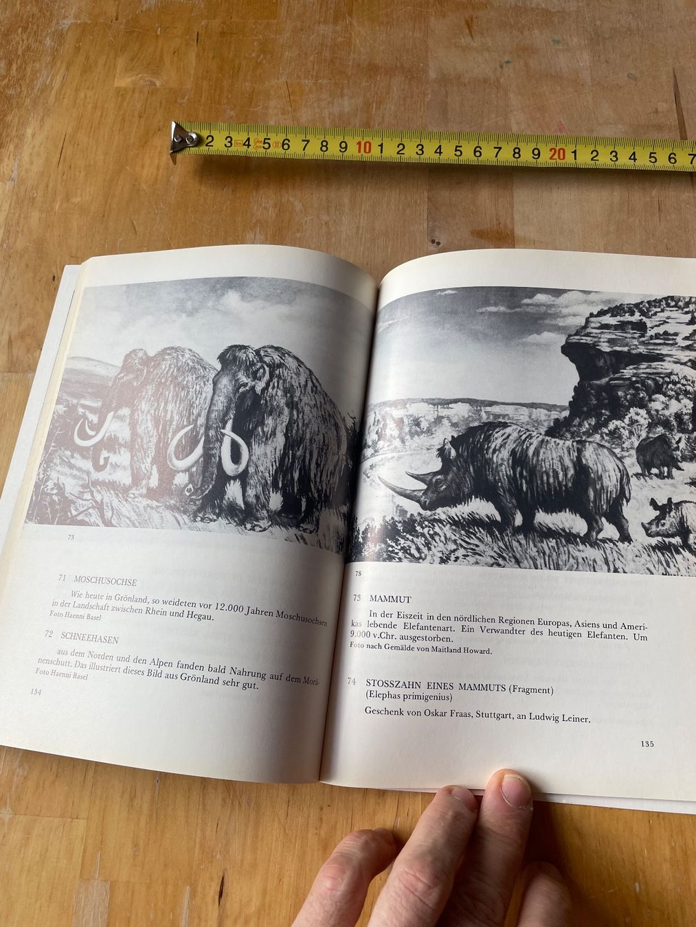 Libri: Geschichte- Kultur der Eiszeitjäger Kesslerloch – Usato da Sent venduto da ManuelB07 7