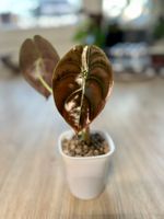 Alocasia cuprea ‘Red Secret’