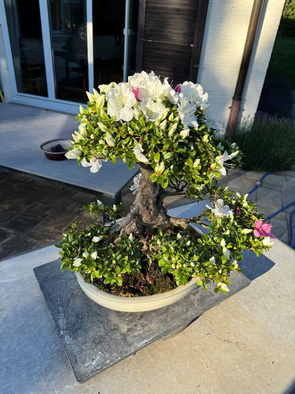 Piante & sementi: Bonsai exceptionel: Azalée du Japon – Usato da Epalinges venduto da Wimmsi 3