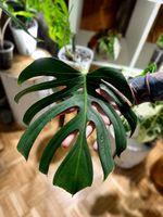 🌱 Monstera deliciosa ‘Sierrana Mexican Form’ 🌱