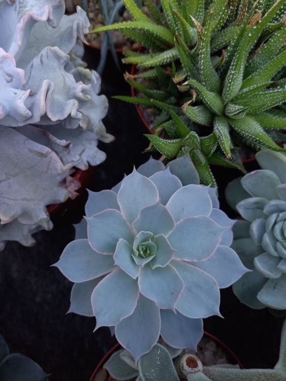 Echeveria Kaufen auf Ricardo