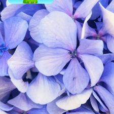Profile image of BeautyBee