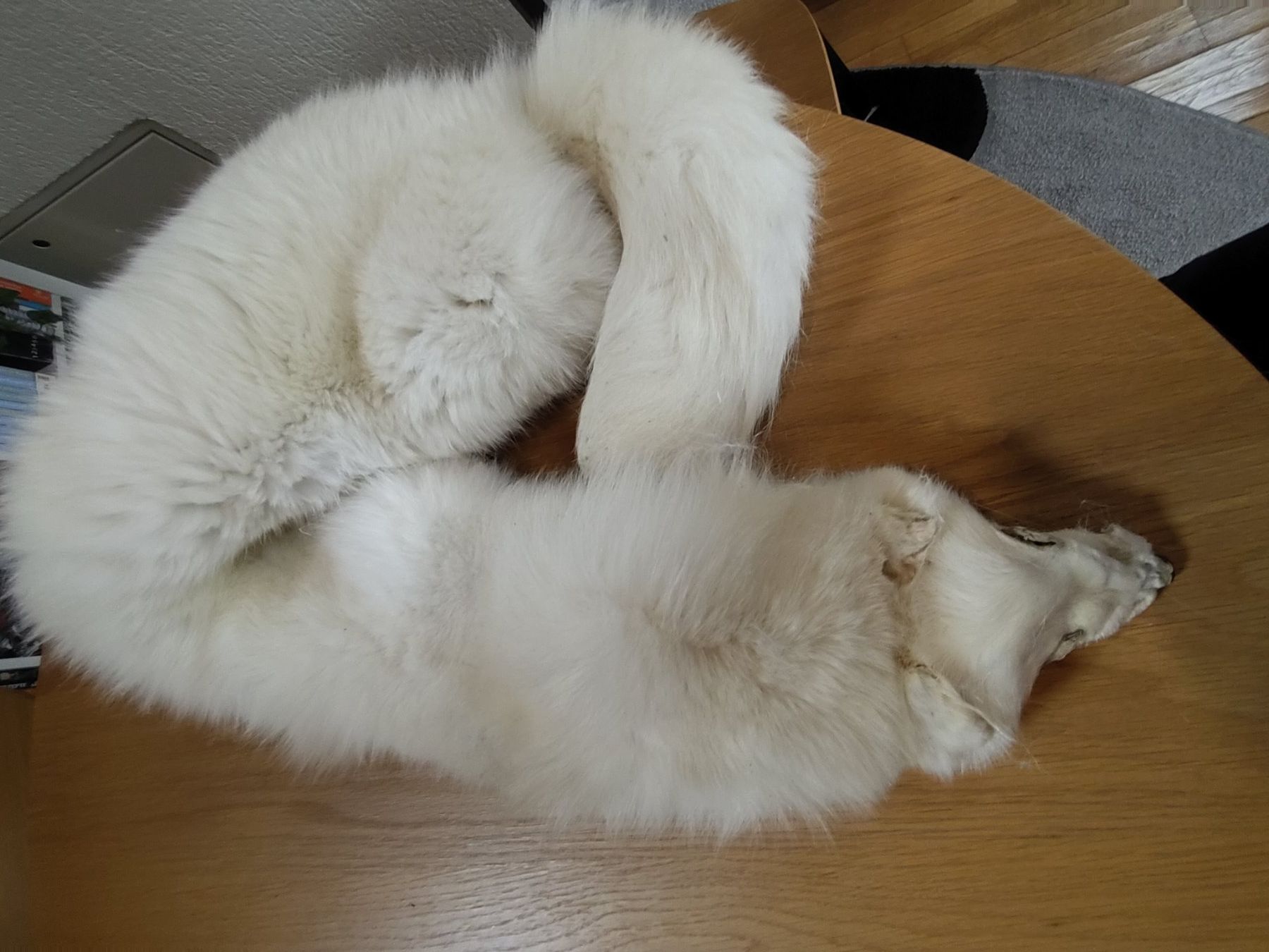 Welt der Tiere: Polarfuchsfell – Gebraucht aus St. Gallen von marlies59