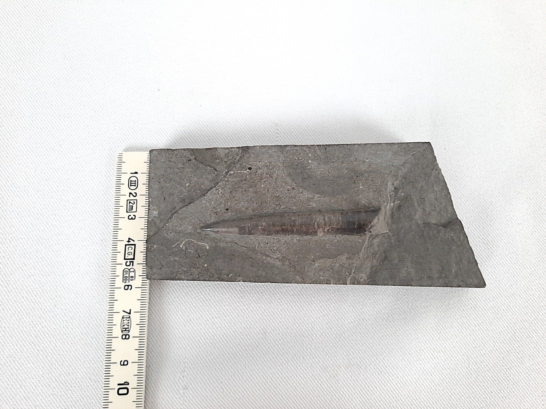 Fossili: Schönes Fossil – Usato da Beinwil am See venduto da Restwert_Beinwil 5