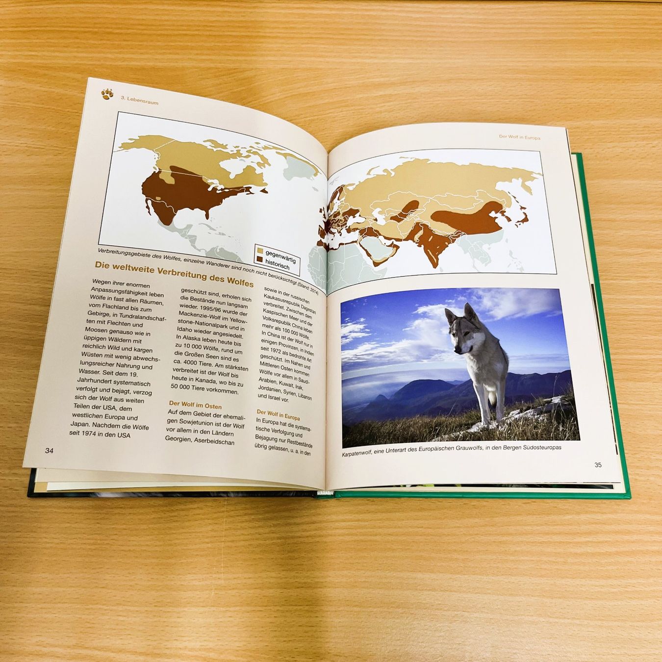 Libri: Der Wolf - Wesen, Verhalten, Verbreitung – Usato da Amlikon-Bissegg venduto da allerlei-versand 1