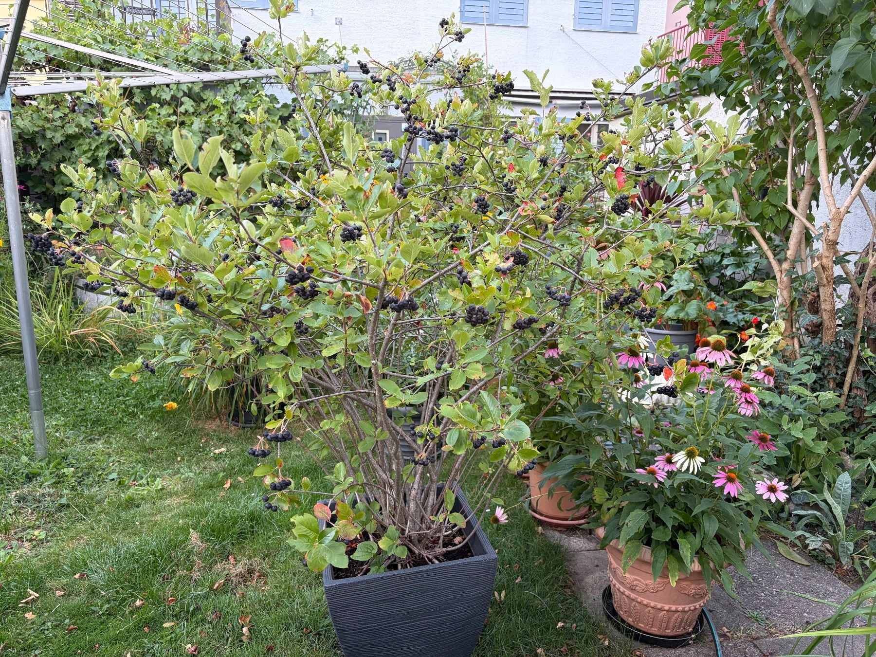 Pflanzen & Samen: Aroniabeere - grosser Strauch – Neu (gemäss Beschreibung) aus Winterthur von Aniger 2