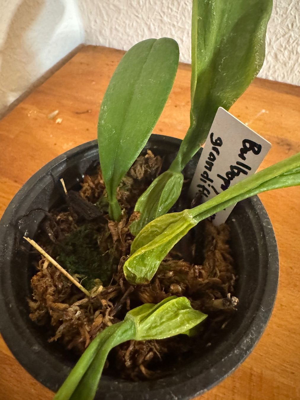 Plantes & graines: Bulbophyllum grandiflorum – D'occasion à Männedorf par mrclst 2