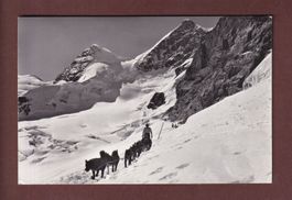 JUNGFRAUJOCH - Polarhunde