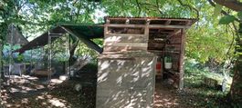 GRATIS Hühnerstall mit Gehege