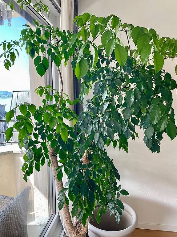 Pflanzen & Samen: Big indoor plant  – Gebraucht aus Zug von lou_nx8t 2