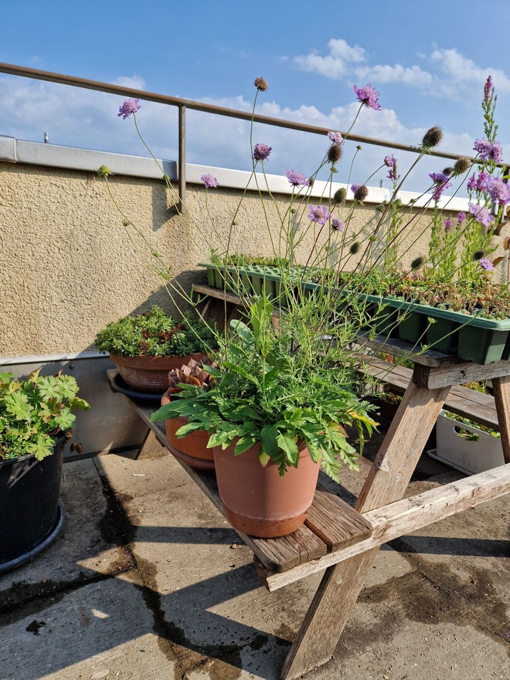 Pflanzen & Samen: Balkon-/Gartenpflanze: Tauben Skabiose – Gebraucht aus Münchenbuchsee von Aare22 1