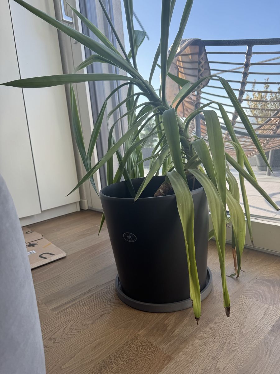 Pflanzen & Samen: Yucca Palme mit schwarzem Topf – Gebraucht aus Zürich von Monusc 3