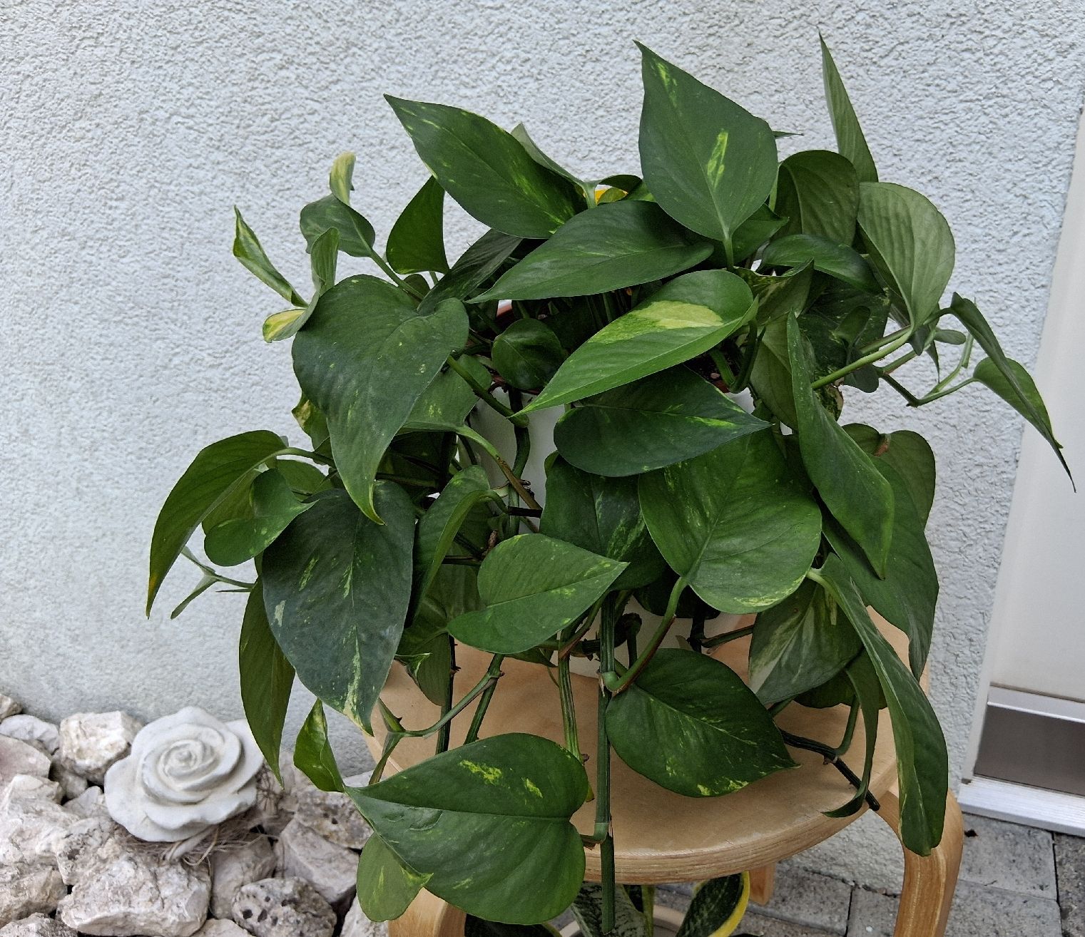Plantes & graines: Zimmerpflanze Epipremnum aureum – Neuf (Voir description) à Aarburg par brujil 2