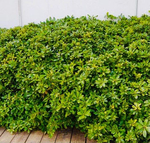 Ab 1. fr 5 Samen immergrüner Zierstrauch PITTOSPORUM TOBIRA Kaufen