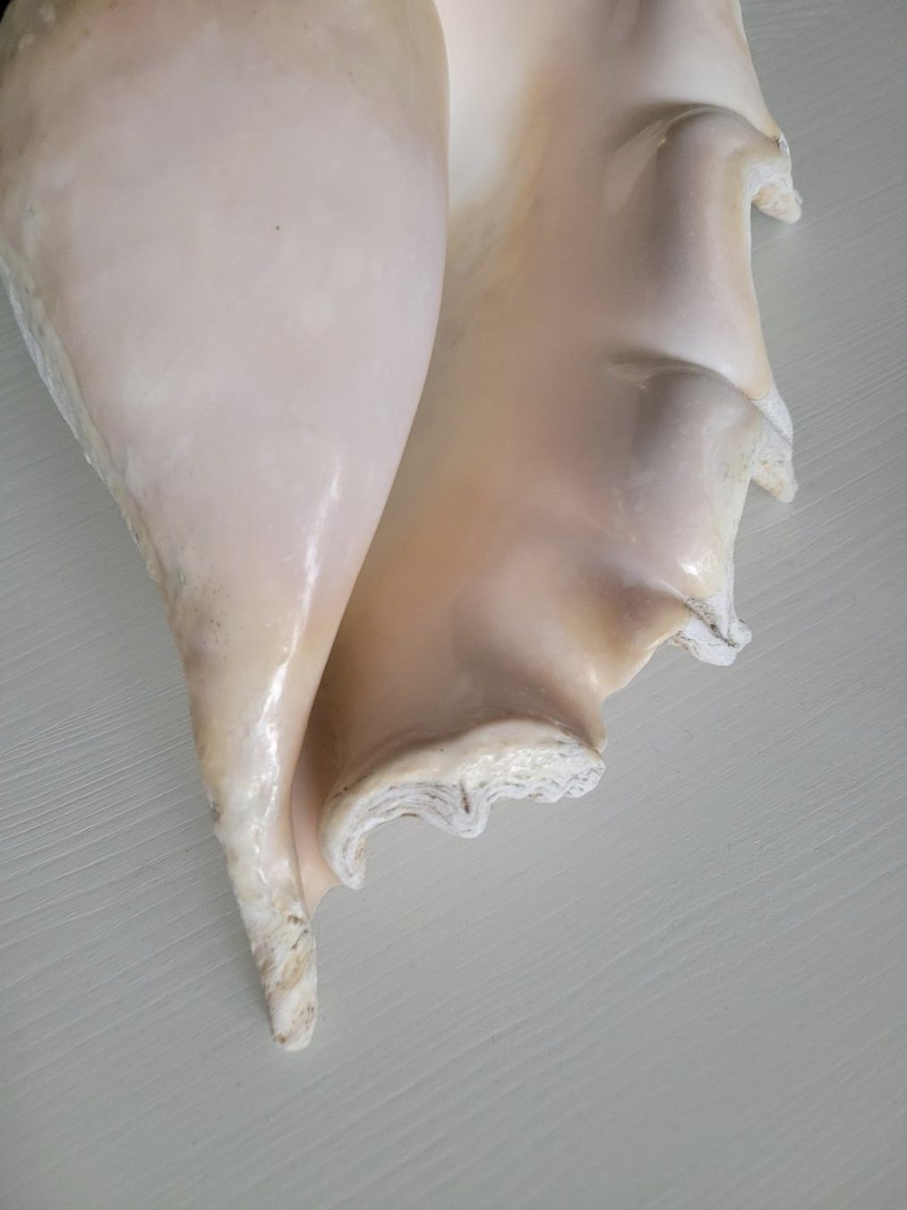 Fossili: Grosse Muschel | Sea Shell Large | Conch – Usato da Zürich venduto da HelloSunshine8048 6
