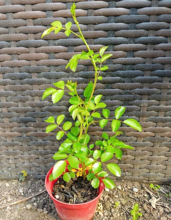 Rose jung , wurzelnackt, weiss Bodendecker und Kletterrose Kaufen