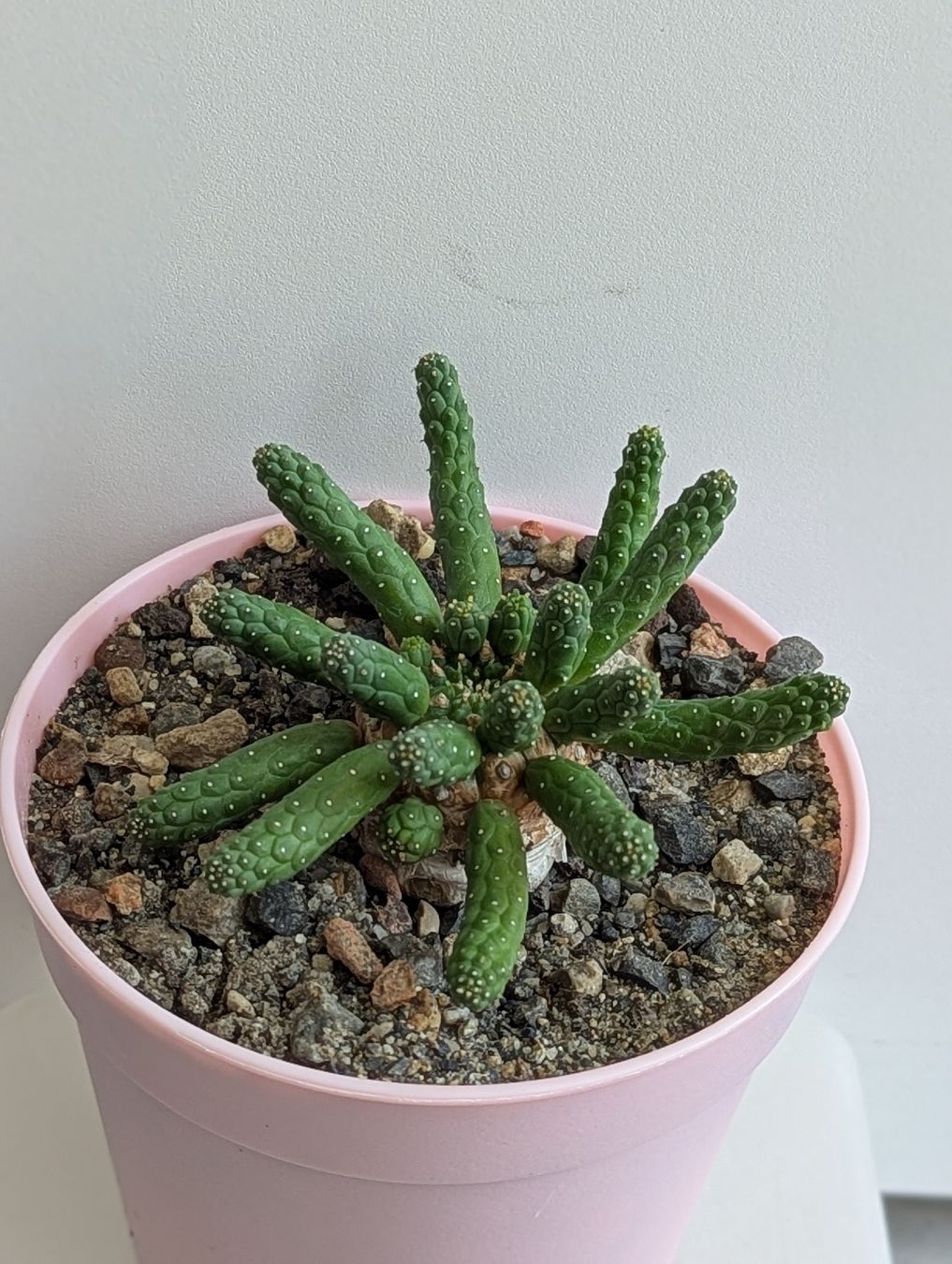 Pflanzen & Samen: Euphorbia inermis  – Gebraucht aus Comano von che_8lc2