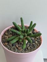 Euphorbia inermis 