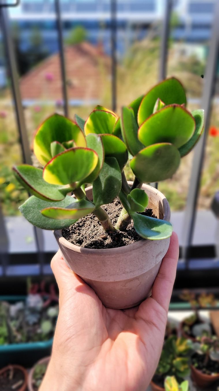 Piante & sementi: Crassula ovata "Maruba Nishiki" – Nuovo (secondo la descrizione) da Zürich venduto da The_Plant_Wizard 1