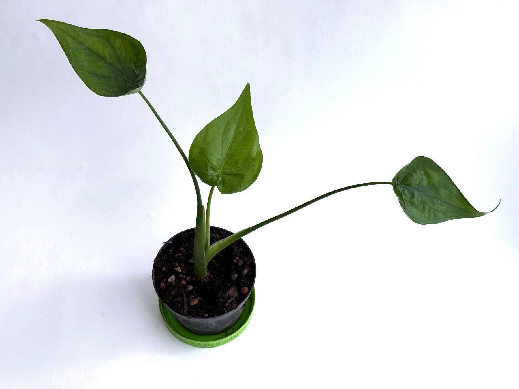 Piante & sementi: Alocasia*Elefantenohr oder Pfeilblatt***** – Nuovo (secondo la descrizione) da Dübendorf venduto da Orchid18 1