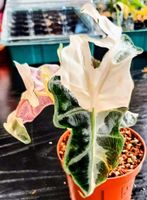 Alocasia Polly (intensiv) Pink Variegata – Seltene Mutation