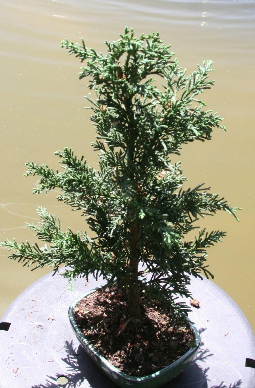 Piante & sementi: BONSAI  -  Zypresse – Usato da Gretzenbach venduto da Sikim 2