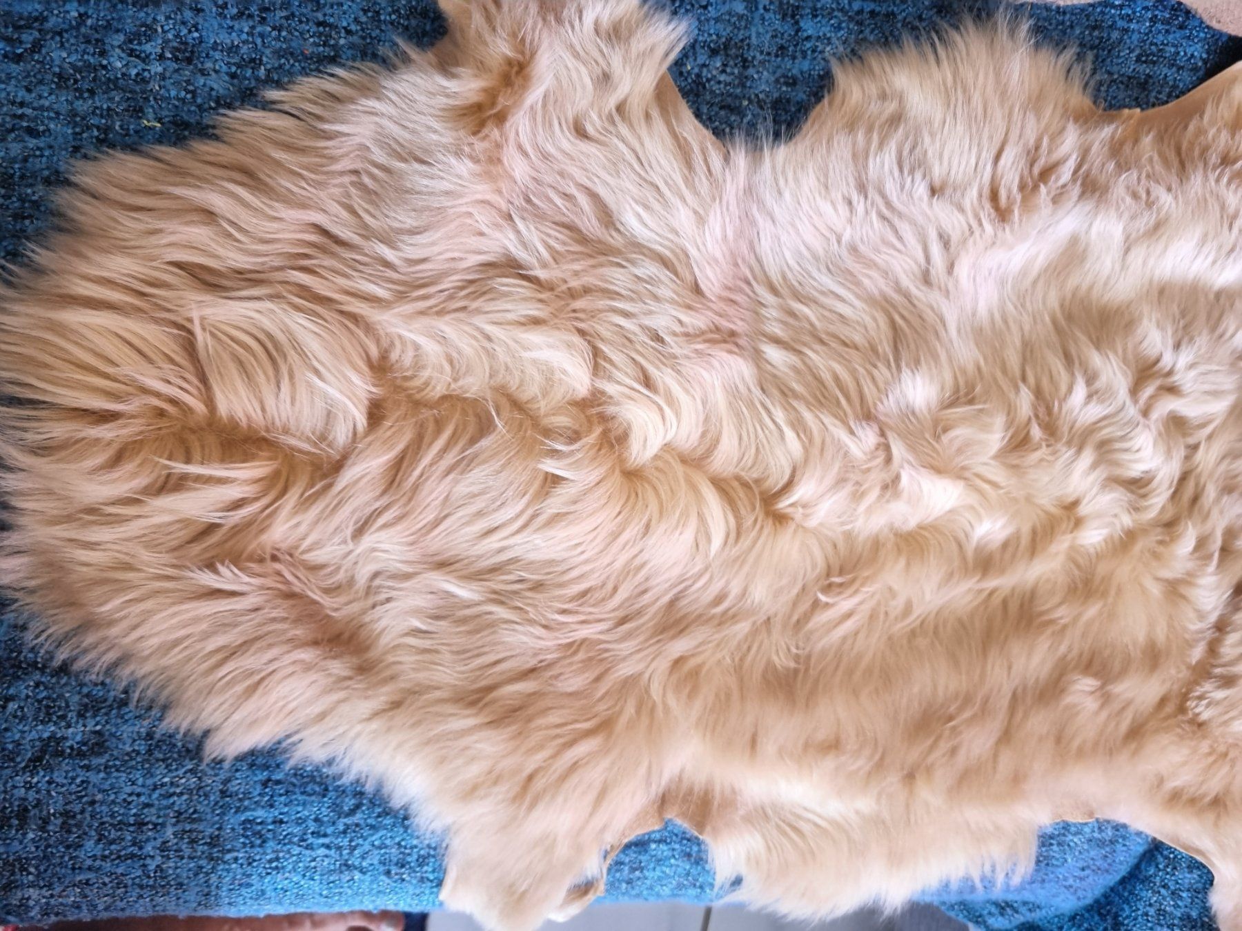 Tapis: Schaffell neu beige, echtes Fell – Neuf avec emballage d'origine à geroldswil par Gumball1 2
