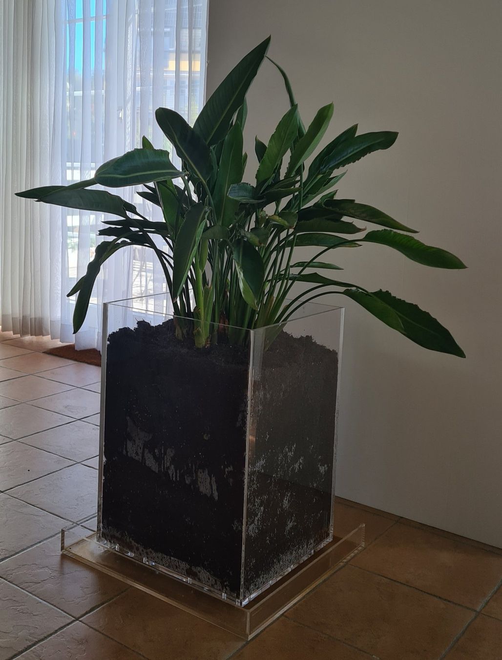 Piante & sementi: Paradiesvogelblume Strelitzia in Plexiglasbehälter – Usato da Stäfa venduto da Vallehondo 1