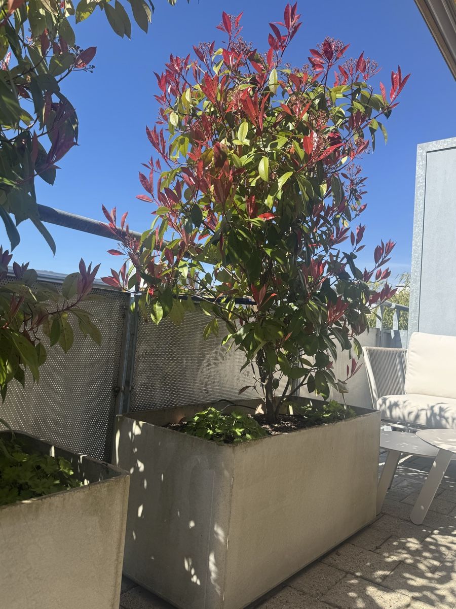 Piante & sementi: Grosser Photinia Red Robin im Topf – Usato da Zürich venduto da and_5bzx