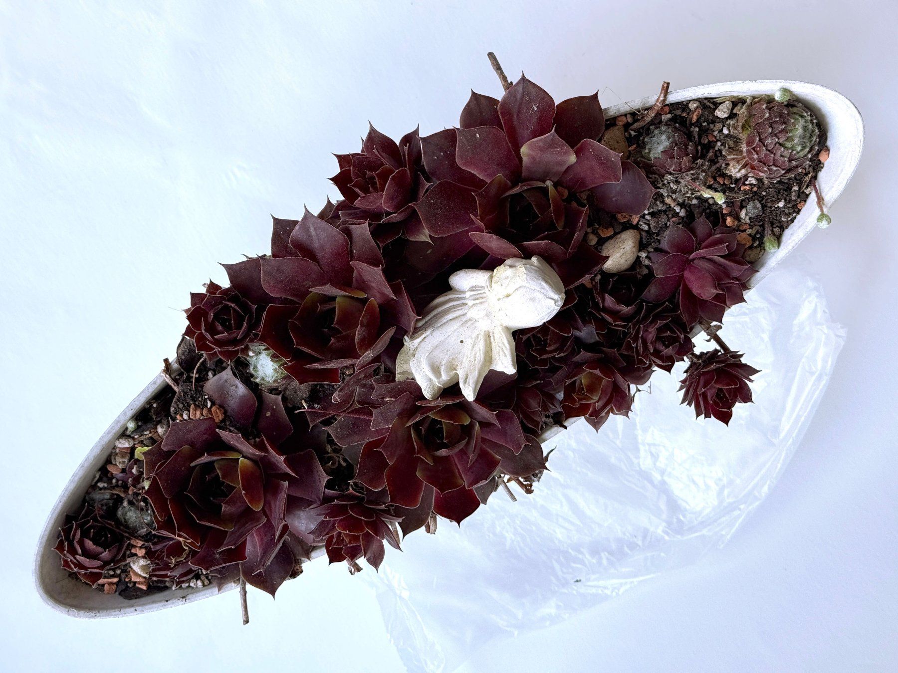 Piante & sementi: Hauswurz-Arrangement in Schale***** – Nuovo (secondo la descrizione) da Dübendorf venduto da Orchid18