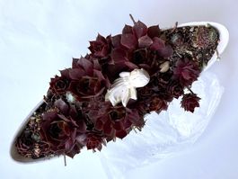 Hauswurz-Arrangement in Schale*****