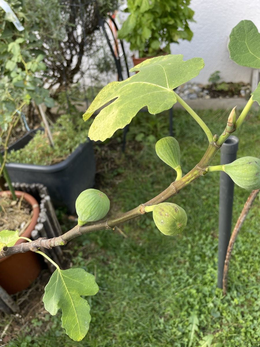 Pflanzen & Samen: Grosser Feigenbaum mit Topf – Neu (gemäss Beschreibung) aus Bäretswil von Evamaria1 2