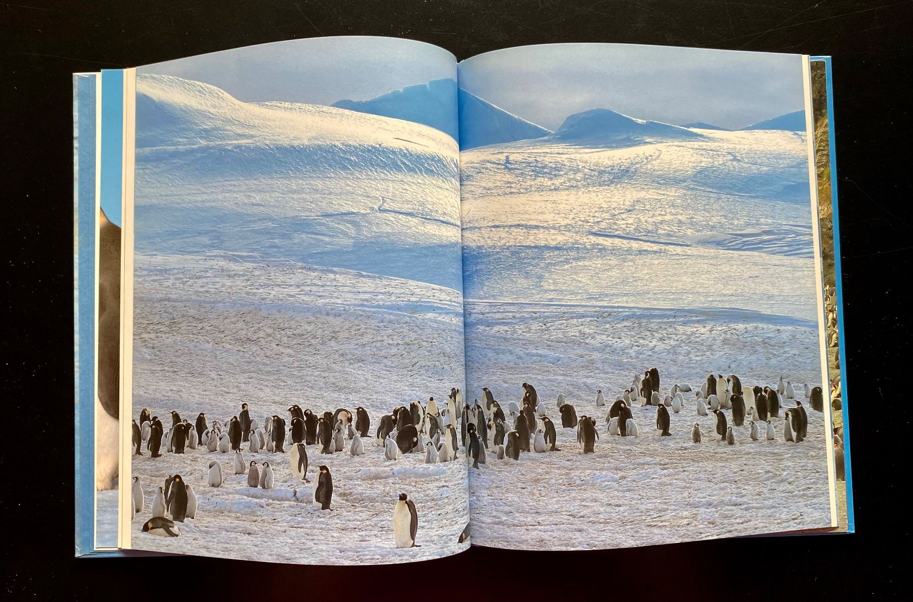 Libri: Ich bin ein Pinguin 🐧 – Usato da Nussbaumen AG venduto da schuba2000 2