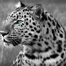 Profile image of marcel999666