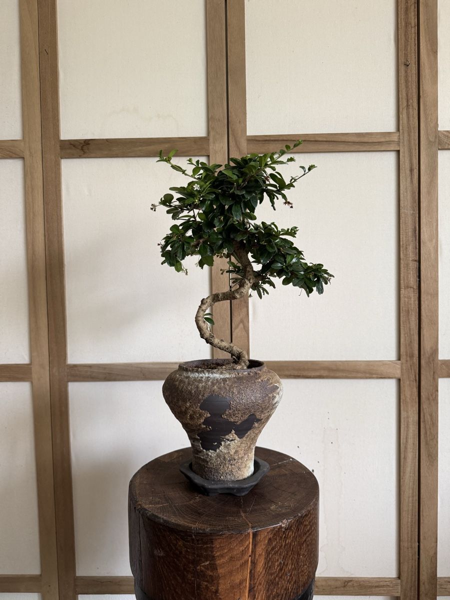 Pflanzen & Samen: Fukientee Bonsai 50cm – Gebraucht aus Rümlang von Gruseh.ch 3