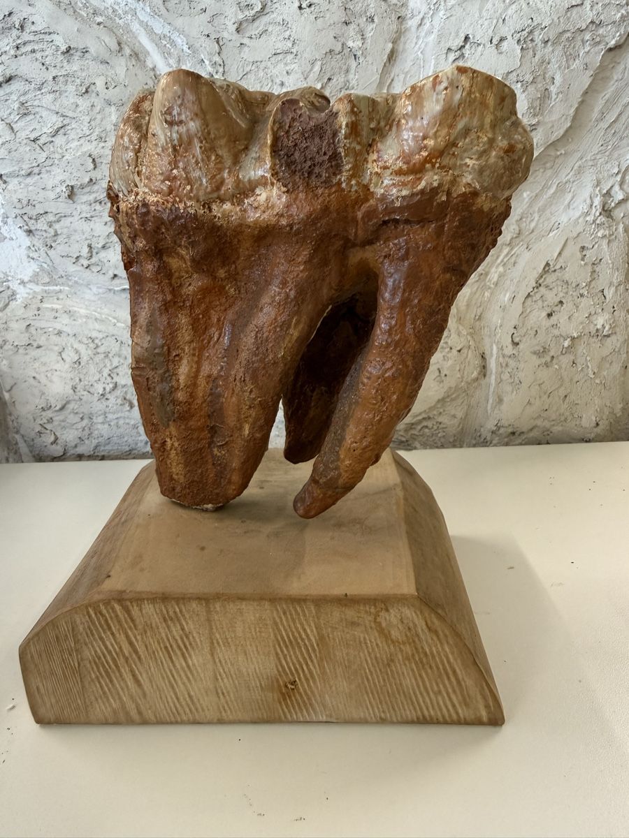 Tutte le decorazioni: Backenzahn-Nachbildung von einem Mastodon – Usato da Grenchen venduto da Bastet007 2