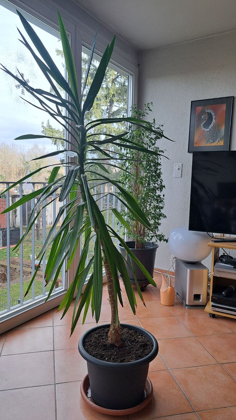 Pflanzen & Samen: Grosse Yucca Palme Zimmerpflanze – Gebraucht aus Riehen von Chimpara