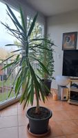 Grosse Yucca Palme Zimmerpflanze
