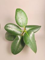 Gummibaum/ Ficus elastica Steckling